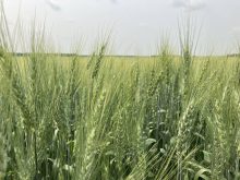 The Wheat Growers Association in Canada thinks it is highly unlikely Canada will steal U.S. wheat acres because there are established rotations in this country.