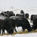 Livestock price insurance is one business risk management program that producers are being told to consider this year, but there are some common misunderstandings about the program.