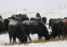 Livestock price insurance is one business risk management program that producers are being told to consider this year, but there are some common misunderstandings about the program.