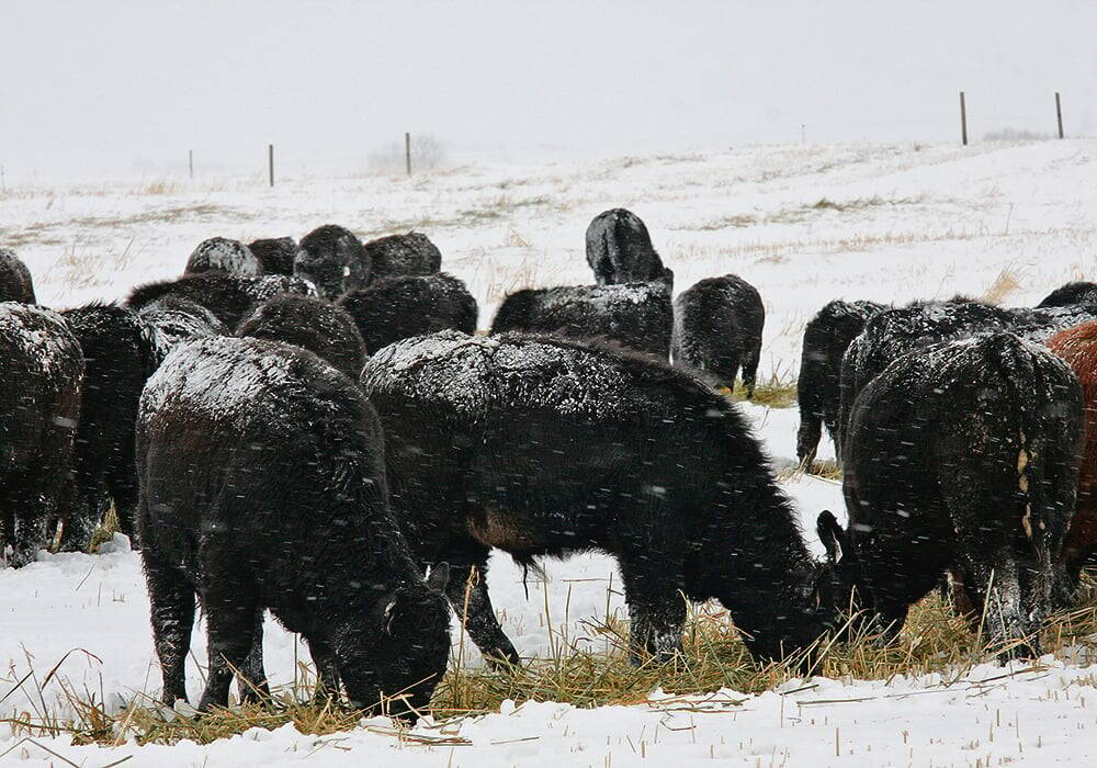 Livestock price insurance is one business risk management program that producers are being told to consider this year, but there are some common misunderstandings about the program. 