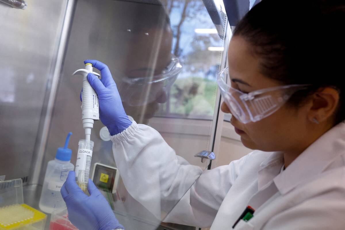 Talita de Lima Freitas, federal agricultural inspector, works on a sample to test for avian influenza virus at the Reference Laboratory of the World Organization for Animal Health in Campinas, Brazil April 25, 2023. REUTERS/Amanda Perobelli/File Photo