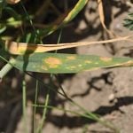 A physiological leaf spot.