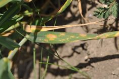 A physiological leaf spot.