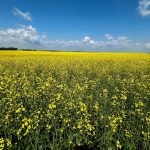 ICE canola weekly outlook: Uptrend intact despite selloff