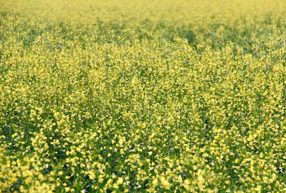 WCE close: Canola falls on profit-taking