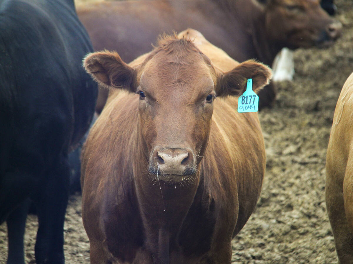 Picture Butte Feeder Co-operative has been deemed fully operational, with the ministerial order lifted for the Feeders Association Loan Guarantee program and benchmarks met in provincial audits and restructuring requirements.