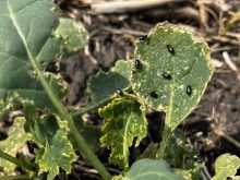Entomologist tests trap crops and marigolds to repel flea beetles at an Ag in Motion