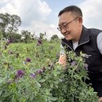 Bill Biligetu, forage crop breeder at the University of Saskatchewan, studies the purple flowers found in the alfalfa plots at Ag in Motion, a farm show held July 15-17 near Langham, Sask. Biligetu is hoping to design an alfalfa variety with more tolerance to drought. Photo: Robert Arnason

