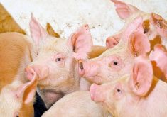 Canadian farm groups speak out on tariffs
