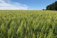Changes to Manitoba’s spring wheat: crop report