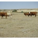 Cattle in a pasture during a drought in Alberta.