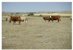 Cattle in a pasture during a drought in Alberta.