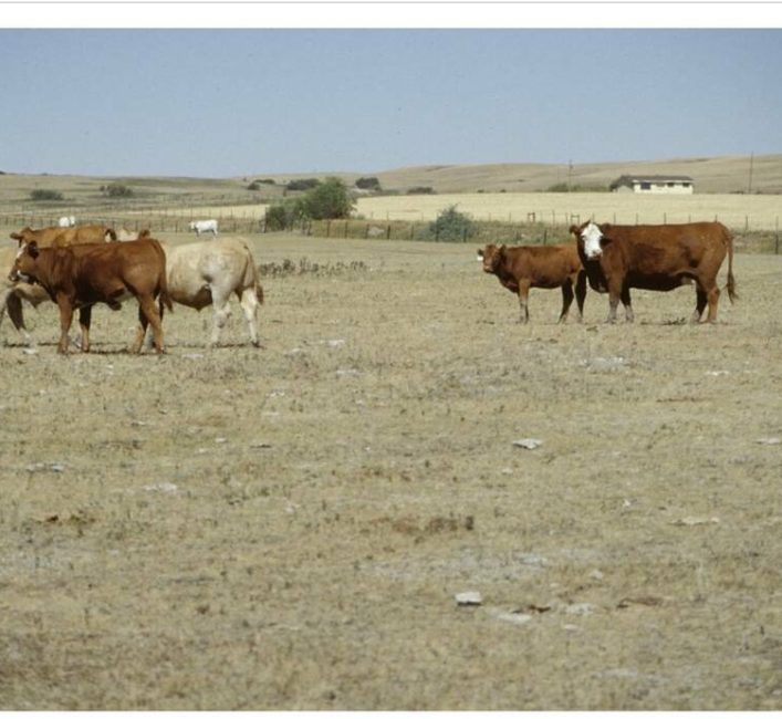 Southern Alberta county in state of agricultural disaster