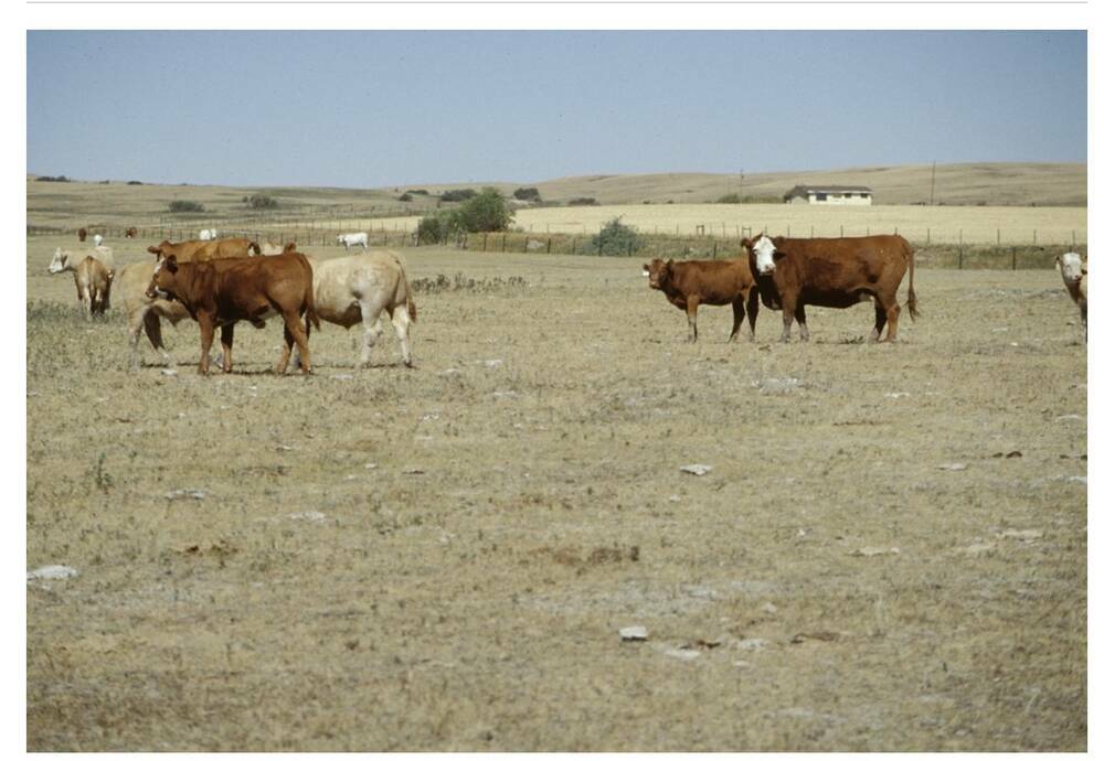 Cattle in a pasture during a drought in Alberta.