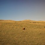 Landscape photo of grassland pasture in Western Canada.