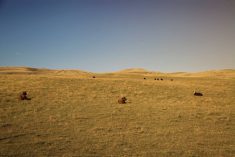 Landscape photo of grassland pasture in Western Canada.
