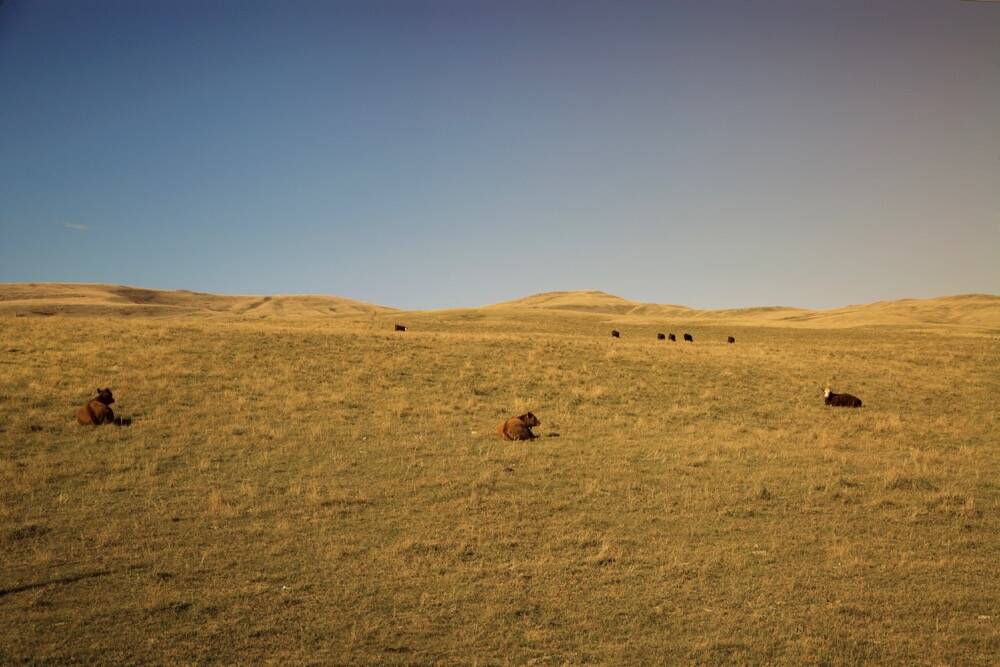 Landscape photo of grassland pasture in Western Canada.