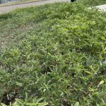 Kochia growing on the side of the road in Wainwright.