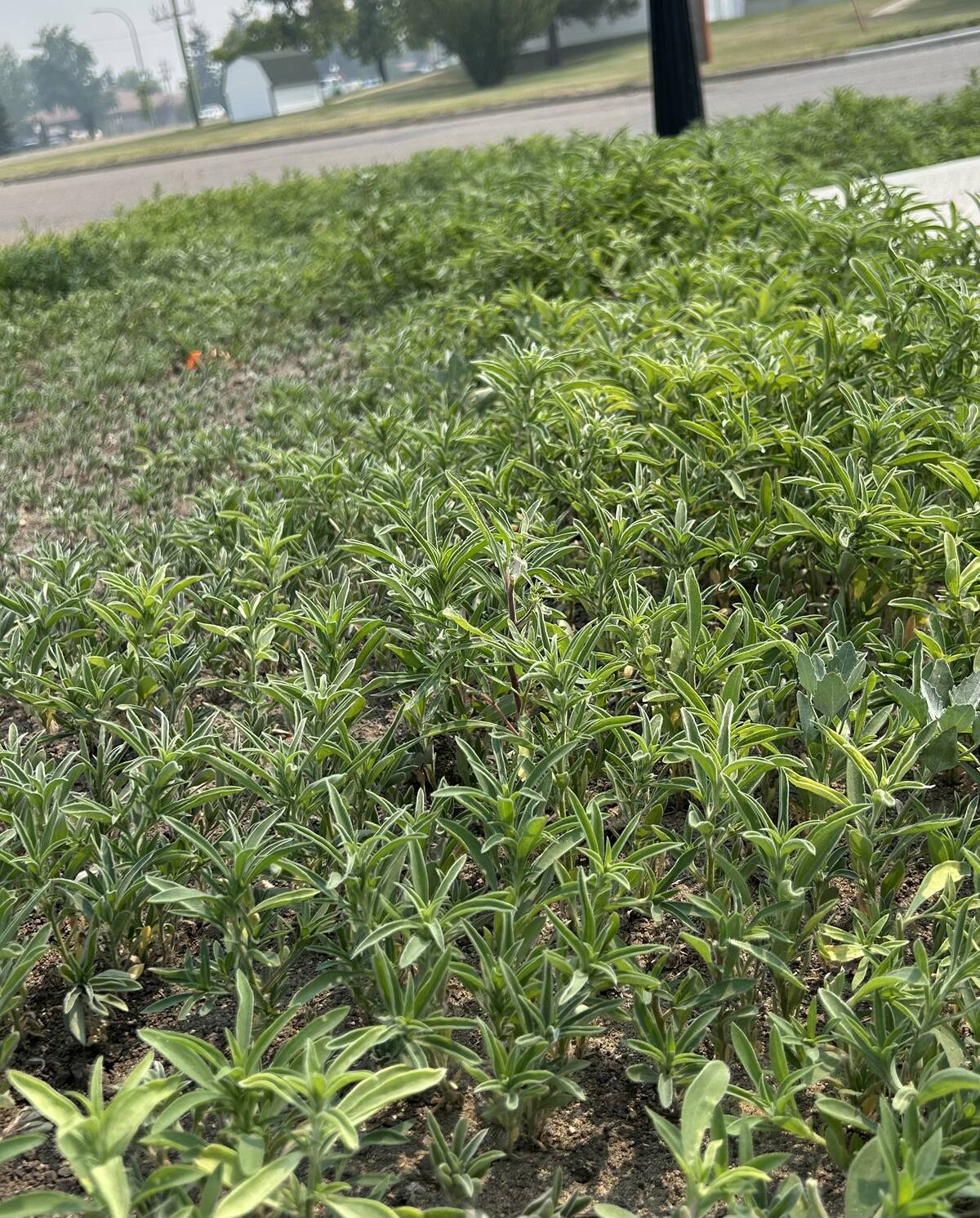 Kochia growing on the side of the road in Wainwright.