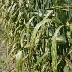 Stripe rust is easy to identify and is not hard to distinguish from leaf rust and stem rust.
