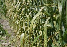 Stripe rust is easy to identify and is not hard to distinguish from leaf rust and stem rust.