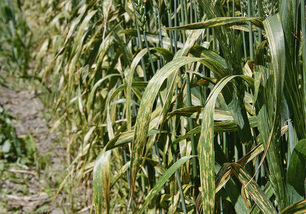 Stripe rust is easy to identify and is not hard to distinguish from leaf rust and stem rust.