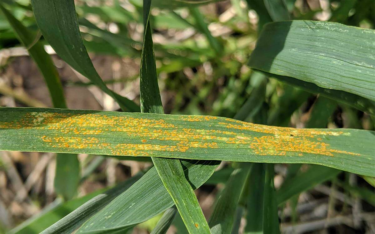 Strip rust symptoms on a winter wheat leaf. PHOTO: SDSU EXTENSION