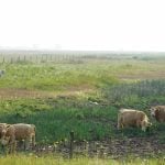 The federal and provincial governments announced measures to support Manitoba livestock producers who are being impacted by drought conditions by issuing faster payouts and providing an ability to defer loan payments. Photo: File
