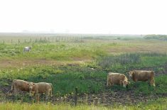 The federal and provincial governments announced measures to support Manitoba livestock producers who are being impacted by drought conditions by issuing faster payouts and providing an ability to defer loan payments. Photo: File