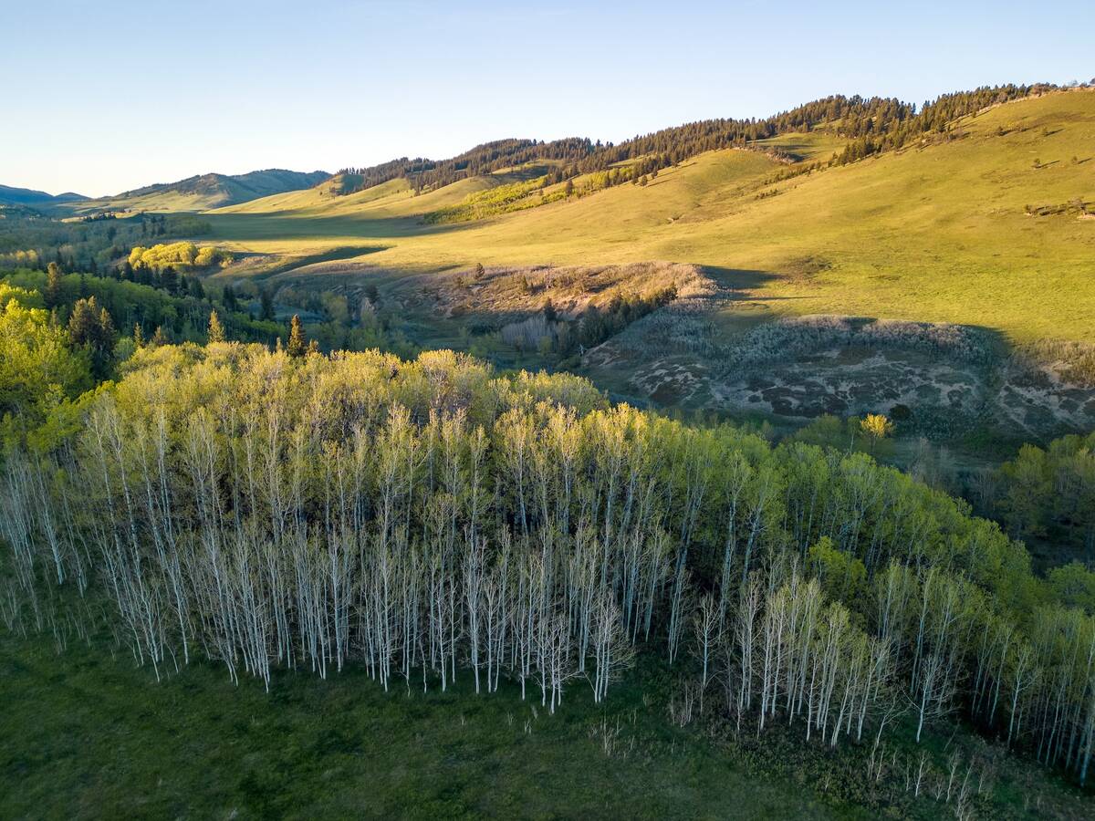 The Bob Creek Ranch is an important piece of land along Highway 22. It is home to many species at risk, and has varied terrain. The Waldron Grazing Co-operative and the Nature Conservancy of Canada are working together to place the land under a conservation easement.