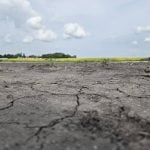 Drought has created a patchwork of crop conditions across Manitoba, with some fields thriving while others struggle.