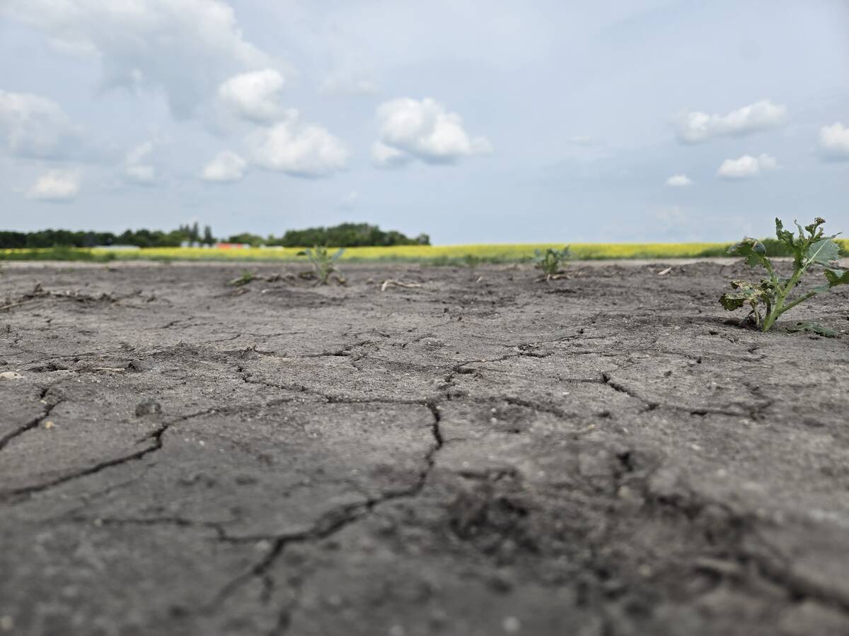 Drought has created a patchwork of crop conditions across Manitoba, with some fields thriving while others struggle. Photo: Miranda Leybourne