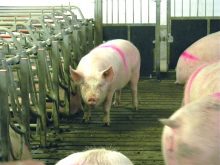 A sow stands in a group housing pen. She is marked with a pink stripe on her back as part of research conducted at the Prairie Swine Centre located near Saskatoon.  Photo: File