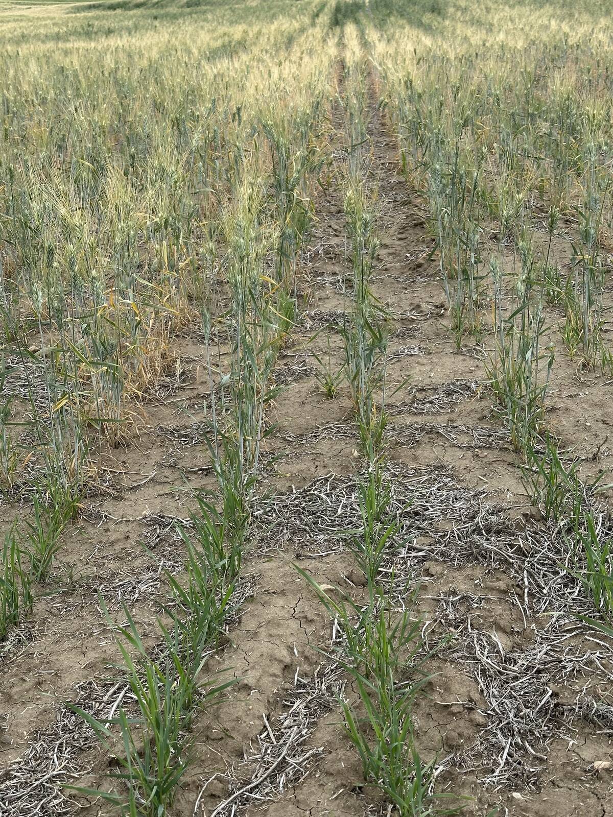 Cypress County has declared an agricultural disaster. Here is the state of some of the crops in the county.