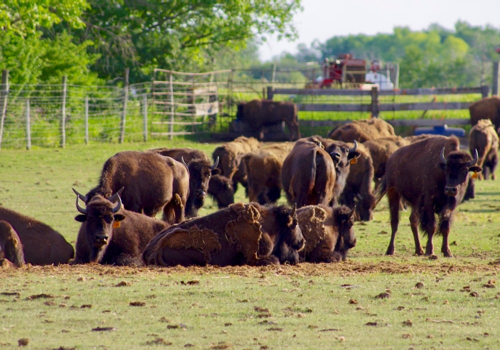 Bison rest from the summer heat in a paddock in the southern Interlake of Manitoba.
Photo: Alexis Stockford