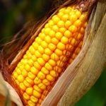 Organic fraud cases south of the border have buoyed Ontario&#8217;s corn market. Photo: File
