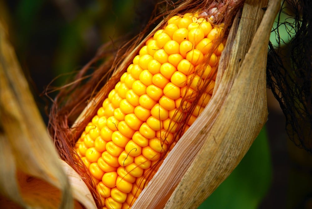 Organic fraud cases south of the border have buoyed Ontario’s corn market. Photo: File