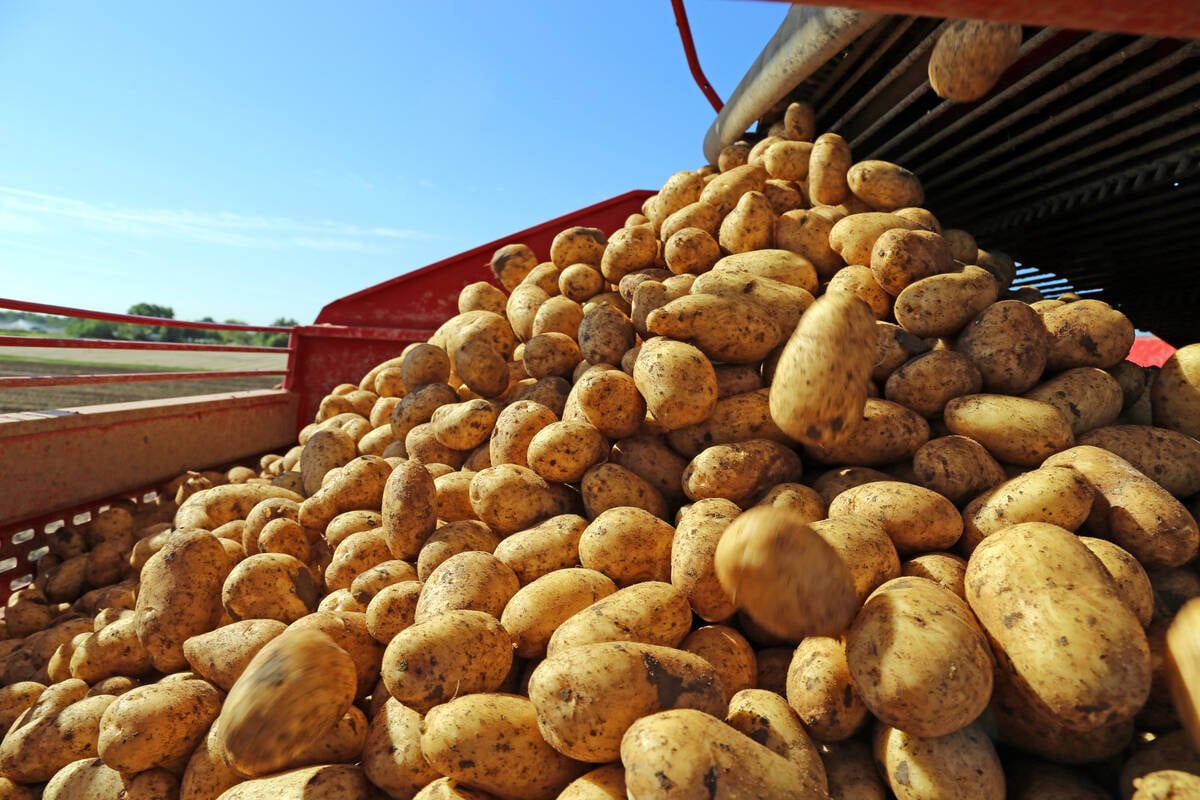 U.S. grains: Soy futures set April low on good US crop weather, slow China demand