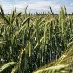 Canadian producers must navigate conflicting global pesticide and residue rules that can clash with domestic approvals, risking market access and requiring careful management and industry support, according to industry experts. Photo: Greg Berg
