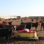 Researchers at the University of Saskatchewan are testing water bowls in feedlots for Bovine Respiratory Disease. They are also using genomics to learn more about the disease.
Photo Credit: Murray Jelinski