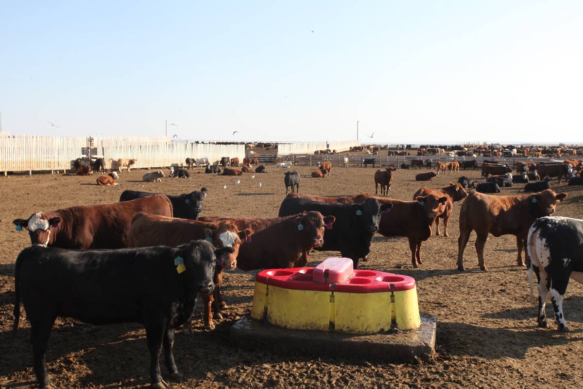 Researchers at the University of Saskatchewan are testing water bowls in feedlots for Bovine Respiratory Disease. They are also using genomics to learn more about the disease. 

Photo Credit: Murray Jelinski