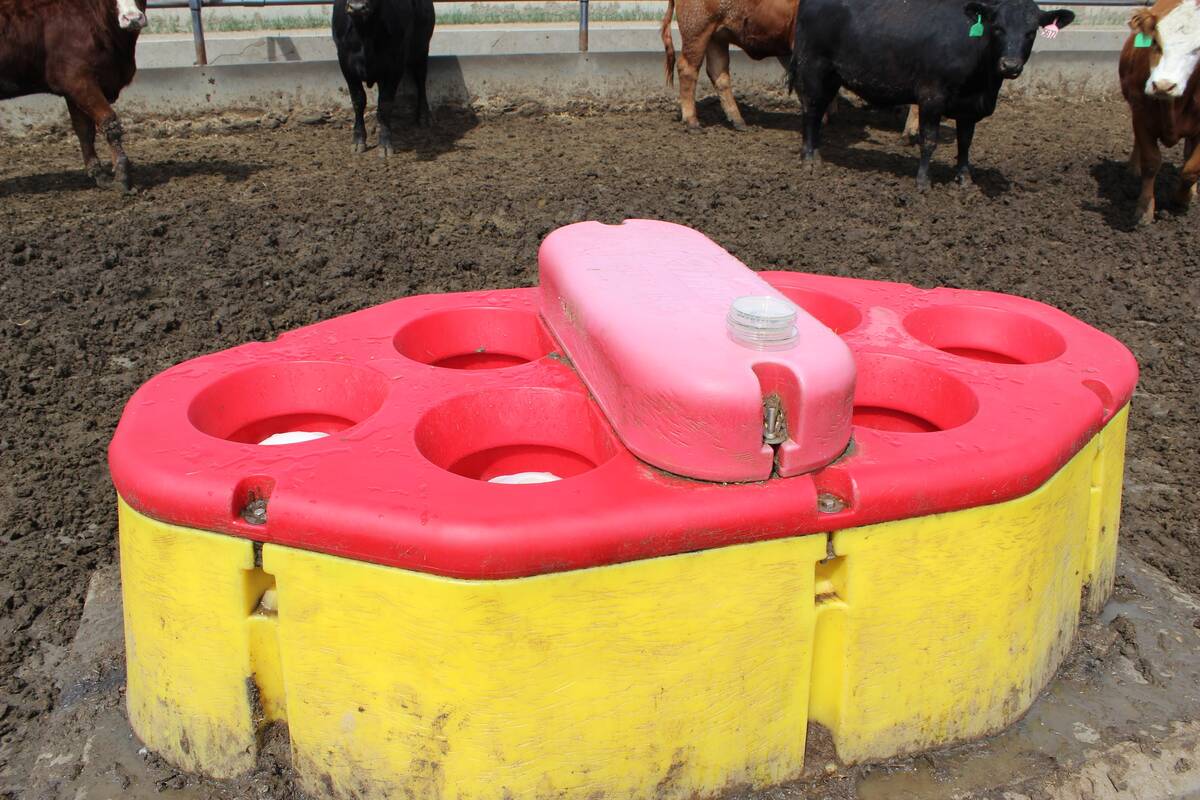 Cattle watering bowls can be used to determine pathogens and antimicrobial resistance. Researchers are swabbing cattle bowls to learn more about bovine respiratory disease.