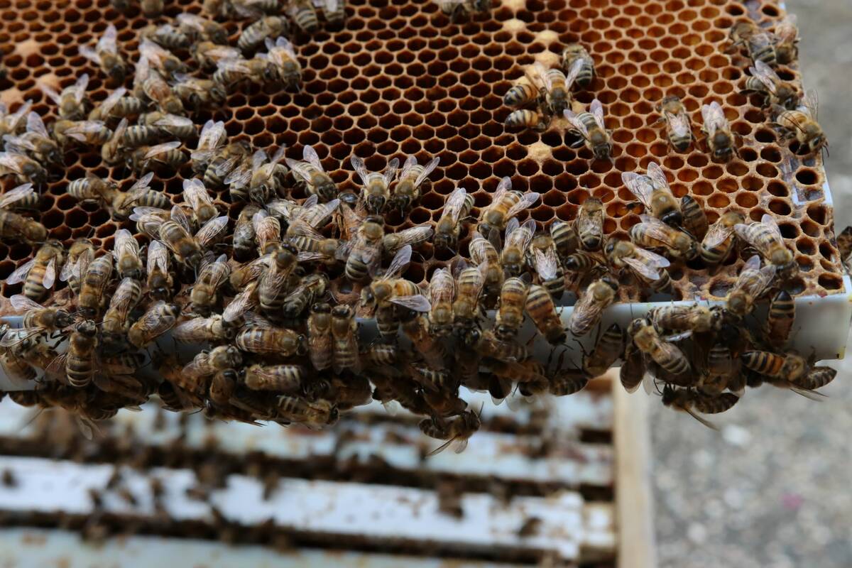 Several beekeeping groups in Canada have been pushing for the border to reopen to American bulk packaged bees. Photo: File
