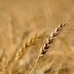 Some Ontario farmers reported sprouting and there were heavy pockets of fusarium in the province. Early estimates indicate about 25 to 30 per cent will be feed quality.