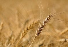 Some Ontario farmers reported sprouting and there were heavy pockets of fusarium in the province. Early estimates indicate about 25 to 30 per cent will be feed quality.