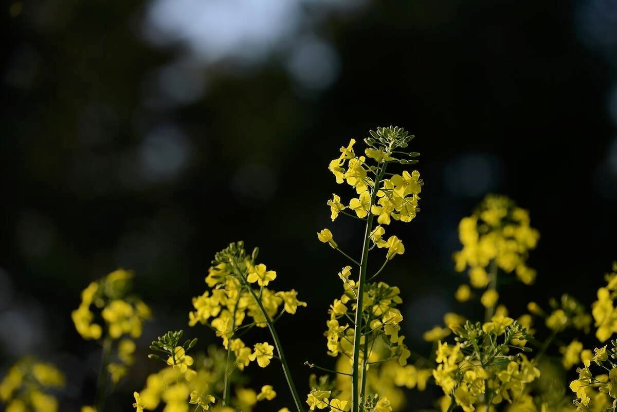 Wittal: Trade waiting for USDA report