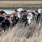 Alberta Beef Producers refunds almost half the check-off dollars collected from producers.