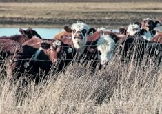 Alberta Beef Producers refunds almost half the check-off dollars collected from producers.