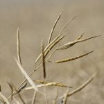 Mature standing canola is ready for harvest in west-central Manitoba in late September. PHOTO: ALEXIS STOCKFORD

