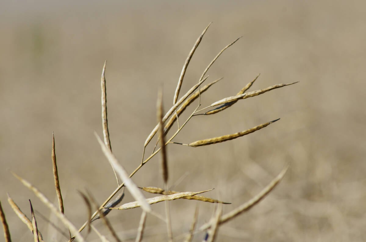Mature standing canola is ready for harvest in west-central Manitoba in late September. PHOTO: ALEXIS STOCKFORD